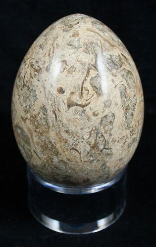 Decorative Fossil Coral Egg #2131